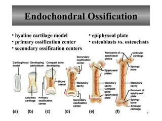 Endochondral Ossification hyaline cartilage model primary ossification center secondary ossification centers epiphyseal plate osteoblasts vs. osteoclasts 