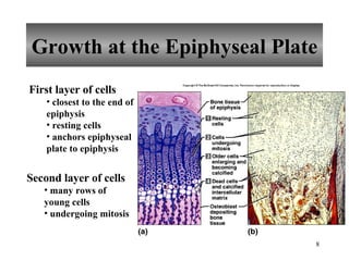 Growth at the Epiphyseal Plate First layer of cells closest to the end of epiphysis resting cells anchors epiphyseal plate to epiphysis Second layer of cells many rows of young cells undergoing mitosis 