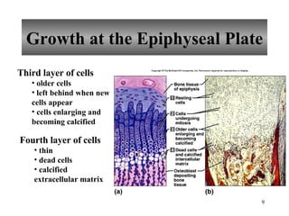 Growth at the Epiphyseal Plate Third layer of cells older cells left behind when new cells appear cells enlarging and becoming calcified Fourth layer of cells thin dead cells calcified extracellular matrix 