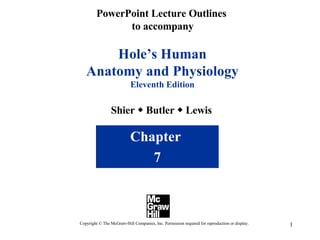 PowerPoint Lecture Outlines  to accompany Hole’s Human Anatomy and Physiology Eleventh Edition Shier    Butler    Lewis Chapter  7 Copyright © The McGraw-Hill Companies, Inc. Permission required for reproduction or display. 