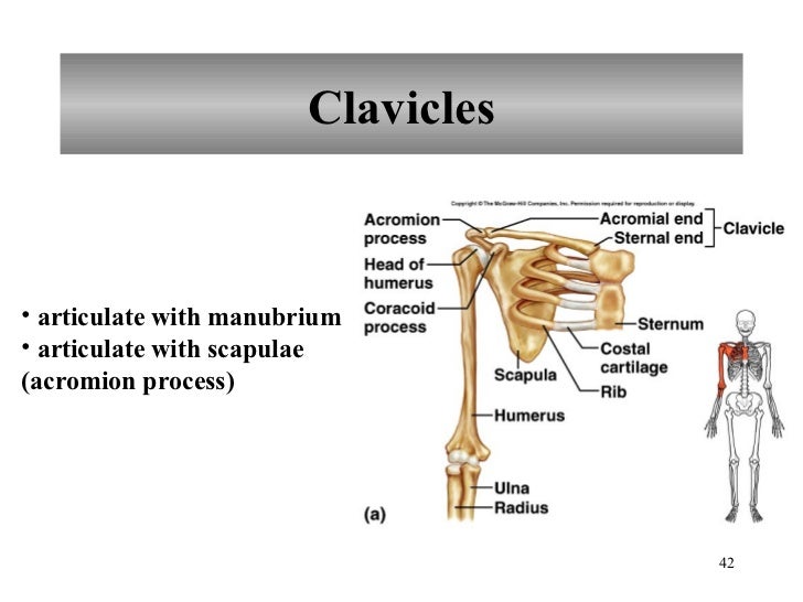 Skeletal System Pictures
