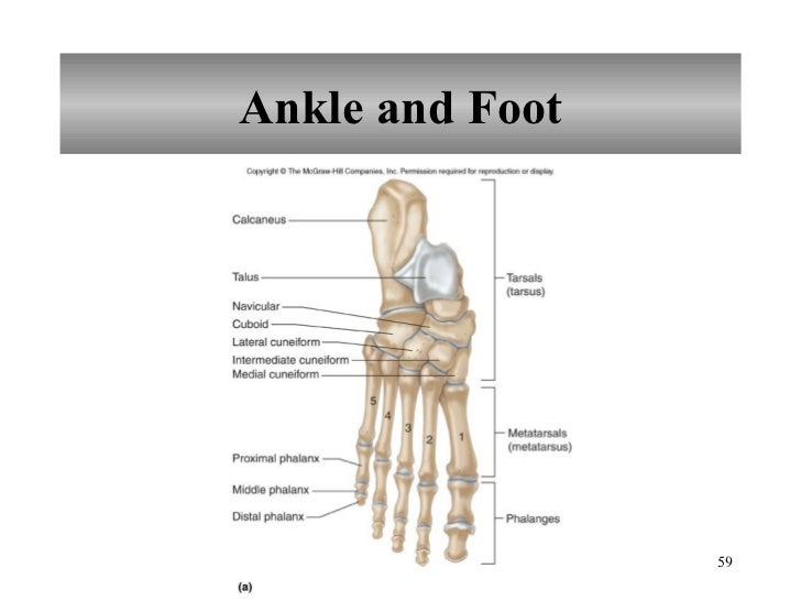 Skeletal System Pictures