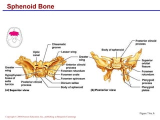 Skeletal anatomy part 1 | PPT