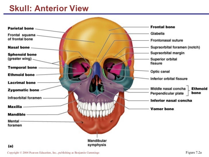 Skeletal anatomy part 1