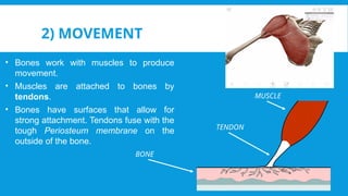 Movement In Muscular System Skeletal and Muscular System in the human body.pptx