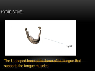HYOID BONE




                                        Hyoid




 The U-shaped bone at the base of the tongue that
 supports the tongue muscles
 