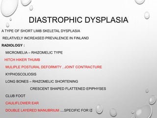 DIASTROPHIC DYSPLASIA
A TYPE OF SHORT LIMB SKELETAL DYSPLASIA
RELATIVELY INCREASED PREVALENCE IN FINLAND
RADIOLOGY :
MICROMELIA – RHIZOMELIC TYPE
HITCH HIKER THUMB
MULIPLE POSTURAL DEFORMITY , JOINT CONTRACTURE
KYPHOSCOLIOSIS
LONG BONES – RHIZOMELIC SHORTENING
CRESCENT SHAPED FLATTENED EPIPHYSES
CLUB FOOT
CAULIFLOWER EAR
DOUBLE LAYERED MANUBRIUM ....SPECIFIC FOR IT
 