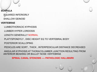 SCAPULA
SQUARED INFERIORLY
SHALLOW GEINOID
VERTEBRAE
LUMBOTHORACIC KYPHOSIS
LUMBER HYPER LORDOSIS
LENGTH GENERALLY NORMAL
PLATYSPONDYLY , DISC HEIGHT EQ TO VERTEBRAL BODY
POSTERIOR SCALLOPING
PEDICLES ARE SORT , THICK , INTERPEDICULAR DISTANCE DECREASED
ANGULAR KYPHOSIS AT THORACOLUMBER JUNCTION RESULTING FROM
ANTERIOR BEAKING OR BULLET NOSE VERTEBRAE
SPINAL CANAL STENOSIS ---- PATHOLOGIC HALLMARK
 