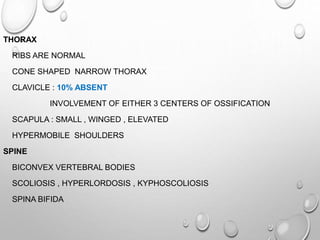 THORAX
RIBS ARE NORMAL
CONE SHAPED NARROW THORAX
CLAVICLE : 10% ABSENT
INVOLVEMENT OF EITHER 3 CENTERS OF OSSIFICATION
SCAPULA : SMALL , WINGED , ELEVATED
HYPERMOBILE SHOULDERS
SPINE
BICONVEX VERTEBRAL BODIES
SCOLIOSIS , HYPERLORDOSIS , KYPHOSCOLIOSIS
SPINA BIFIDA
 