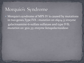  Morquio’s syndrome of MPS IV is caused by mutations
in two genes,Type IVA ; mutation on 16q24.3; enzyme
galactosamine-6-sulfate sulfatase and type IVB;
mutation on 3p21.33; enzyme betagalactosidase.
 