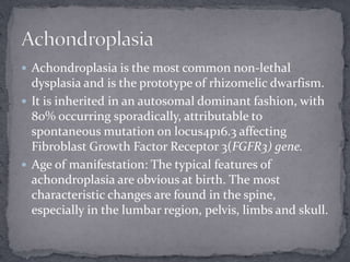  Achondroplasia is the most common non-lethal
dysplasia and is the prototype of rhizomelic dwarfism.
 It is inherited in an autosomal dominant fashion, with
80% occurring sporadically, attributable to
spontaneous mutation on locus4p16.3 affecting
Fibroblast Growth Factor Receptor 3(FGFR3) gene.
 Age of manifestation: The typical features of
achondroplasia are obvious at birth. The most
characteristic changes are found in the spine,
especially in the lumbar region, pelvis, limbs and skull.
 