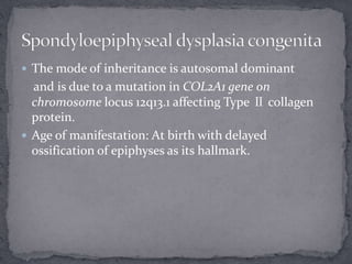  The mode of inheritance is autosomal dominant
and is due to a mutation in COL2A1 gene on
chromosome locus 12q13.1 affecting Type Ⅱ collagen
protein.
 Age of manifestation: At birth with delayed
ossification of epiphyses as its hallmark.
 