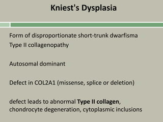 Kniest's Dysplasia
Form of disproportionate short-trunk dwarfisma
Type II collagenopathy
Autosomal dominant
Defect in COL2A1 (missense, splice or deletion)
defect leads to abnormal Type II collagen,
chondrocyte degeneration, cytoplasmic inclusions
 