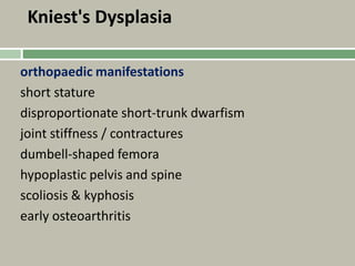 Kniest's Dysplasia
orthopaedic manifestations
short stature
disproportionate short-trunk dwarfism
joint stiffness / contractures
dumbell-shaped femora
hypoplastic pelvis and spine
scoliosis & kyphosis
early osteoarthritis
 