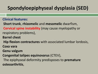 Spondyloepiphyseal dysplasia (SED)
Clinical features:
Short trunk, rhizomelic and mesomelic dwarfism,
Cervical spine instability (may cause myelopathy or
respiratory problems),
Barrel chest
Hip flexion contractures with associated lumbar lordosis,
Coxa vara
Genu valgum
Congenital talipes equinovarus (CTEV),
The epiphyseal deformity predisposes to premature
osteoarthritis,
 