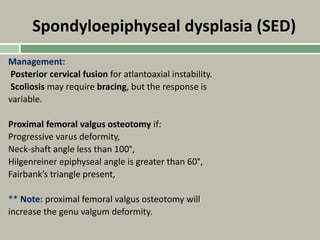 Spondyloepiphyseal dysplasia (SED)
Management:
Posterior cervical fusion for atlantoaxial instability.
Scoliosis may require bracing, but the response is
variable.
Proximal femoral valgus osteotomy if:
Progressive varus deformity,
Neck-shaft angle less than 100°,
Hilgenreiner epiphyseal angle is greater than 60°,
Fairbank’s triangle present,
** Note: proximal femoral valgus osteotomy will
increase the genu valgum deformity.
 