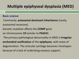 Multiple epiphyseal dysplasia (MED)
Basic science
Commonly, autosomal dominant inheritance (rarely,
autosomal recessive).
Genetic mutation affects the COMP gene
on chromosome 19 (similar to PSACH).
The primary pathological abnormality in MED is irregular
enchondral ossification of the epiphyses, with areas of
degeneration. The articular cartilage becomes misshapen
because of a lack of underlying osseous support.
 