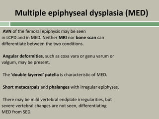 Multiple epiphyseal dysplasia (MED)
AVN of the femoral epiphysis may be seen
in LCPD and in MED. Neither MRI nor bone scan can
differentiate between the two conditions.
Angular deformities, such as coxa vara or genu varum or
valgum, may be present.
The ‘double-layered’ patella is characteristic of MED.
Short metacarpals and phalanges with irregular epiphyses.
There may be mild vertebral endplate irregularities, but
severe vertebral changes are not seen, differentiating
MED from SED.
 