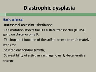 Diastrophic dysplasia
Basic science:
Autosomal recessive inheritance.
The mutation affects the DD sulfate transporter (DTDST)
gene on chromosome 5.
The impaired function of the sulfate transporter ultimately
leads to:
Stunted enchondral growth,
Susceptibility of articular cartilage to early degenerative
change.
 