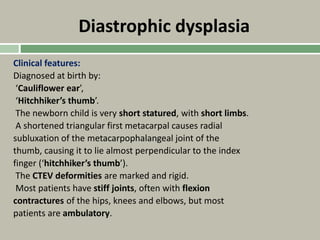 Diastrophic dysplasia
Clinical features:
Diagnosed at birth by:
‘Cauliflower ear’,
‘Hitchhiker’s thumb’.
The newborn child is very short statured, with short limbs.
A shortened triangular first metacarpal causes radial
subluxation of the metacarpophalangeal joint of the
thumb, causing it to lie almost perpendicular to the index
finger (‘hitchhiker’s thumb’).
The CTEV deformities are marked and rigid.
Most patients have stiff joints, often with flexion
contractures of the hips, knees and elbows, but most
patients are ambulatory.
 