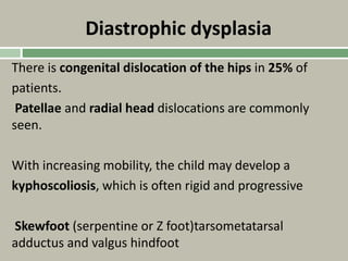 Diastrophic dysplasia
There is congenital dislocation of the hips in 25% of
patients.
Patellae and radial head dislocations are commonly
seen.
With increasing mobility, the child may develop a
kyphoscoliosis, which is often rigid and progressive
Skewfoot (serpentine or Z foot)tarsometatarsal
adductus and valgus hindfoot
 