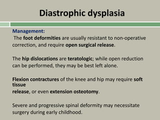 Diastrophic dysplasia
Management:
The foot deformities are usually resistant to non-operative
correction, and require open surgical release.
The hip dislocations are teratologic; while open reduction
can be performed, they may be best left alone.
Flexion contractures of the knee and hip may require soft
tissue
release, or even extension osteotomy.
Severe and progressive spinal deformity may necessitate
surgery during early childhood.
 