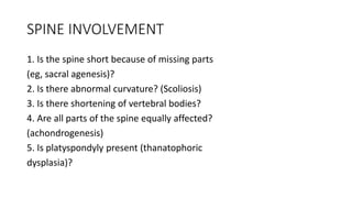 SPINE INVOLVEMENT
1. Is the spine short because of missing parts
(eg, sacral agenesis)?
2. Is there abnormal curvature? (Scoliosis)
3. Is there shortening of vertebral bodies?
4. Are all parts of the spine equally affected?
(achondrogenesis)
5. Is platyspondyly present (thanatophoric
dysplasia)?
 