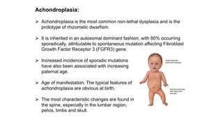 Achondroplasia:
⮚ Achondroplasia is the most common non-lethal dysplasia and is the
prototype of rhizomelic dwarfism.
⮚ It is inherited in an autosomal dominant fashion, with 80% occurring
sporadically, attributable to spontaneous mutation affecting Fibroblast
Growth Factor Receptor 3 (FGFR3) gene.
⮚ Increased incidence of sporadic mutations
have also been associated with increasing
paternal age.
⮚ Age of manifestation: The typical features of
achondroplasia are obvious at birth.
⮚ The most characteristic changes are found in
the spine, especially in the lumbar region,
pelvis, limbs and skull.
 
