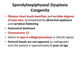 Spondyloepiphyseal Dysplasia
Congenita
• Obvious short-trunk dwarfism and variable degrees
of coxa vara, accompanied by abnormal epiphyses
and vertebral flattening
• Autosomal dominant
• Chromosome 12
• Defect in type II collagen(mutation in COL2A1 gene)
• Femoral heads are not apparent on radiographs
until the patient is approximately 5 years of age
 