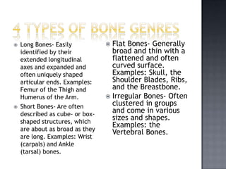    Long Bones- Easily            Flat Bones- Generally
    identified by their            broad and thin with a
    extended longitudinal          flattened and often
    axes and expanded and          curved surface.
    often uniquely shaped          Examples: Skull, the
    articular ends. Examples:      Shoulder Blades, Ribs,
    Femur of the Thigh and         and the Breastbone.
    Humerus of the Arm.           Irregular Bones- Often
   Short Bones- Are often         clustered in groups
    described as cube- or box-
                                   and come in various
    shaped structures, which
                                   sizes and shapes.
                                   Examples: the
    are about as broad as they
                                   Vertebral Bones.
    are long. Examples: Wrist
    (carpals) and Ankle
    (tarsal) bones.
 