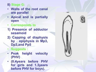 II) Stage G:
• Walls of the root canal
are parallel
• Apical end is partially
open
• Corresponds to
1) Presence of adductor
sesamoid
2) Capping of diaphysis
by epiphysis in Mp3,
Dp3,and Pp5
• Suggests :
• Peak height velocity
(PHV)
• (0.4years before PHV
for girls and 1.3years
before PHV for boys).
 