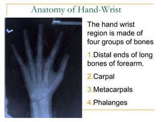 Anatomy of Hand-Wrist
The hand wrist
region is made of
four groups of bones
1.Distal ends of long
bones of forearm.
2.Carpal
3.Metacarpals
4.Phalanges
 