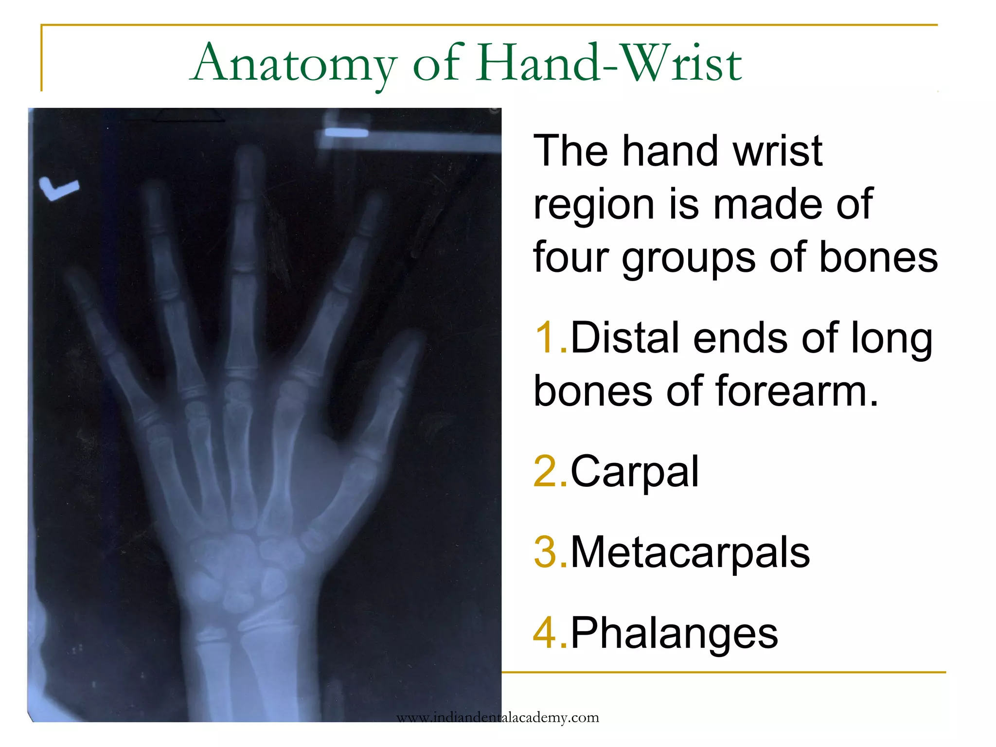 Anatomy of Hand-Wrist
The hand wrist
region is made of
four groups of bones
1.Distal ends of long
bones of forearm.
2.Carpal
3.Metacarpals
4.Phalanges
www.indiandentalacademy.com
 
