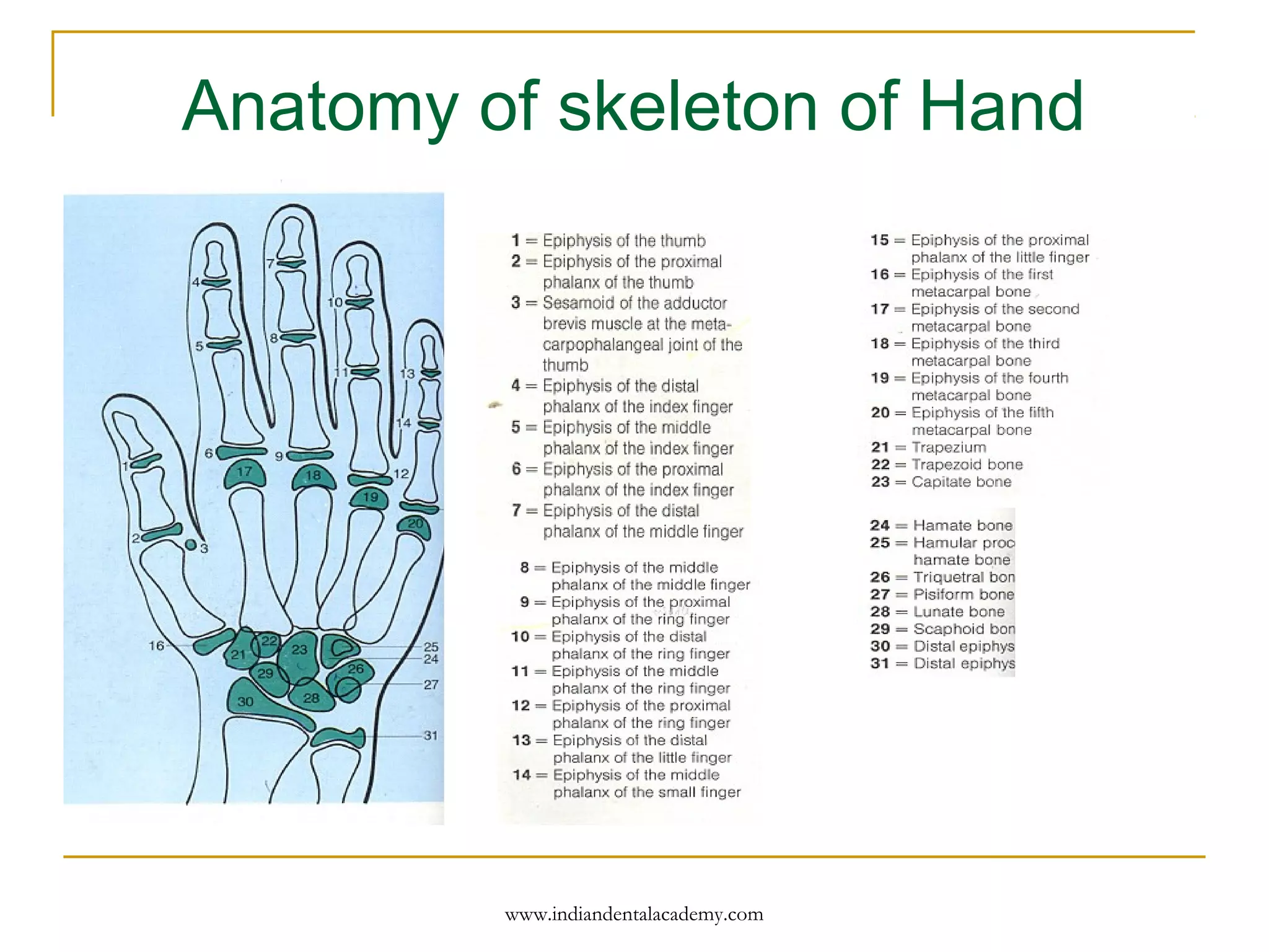 Anatomy of skeleton of Hand
www.indiandentalacademy.com
 