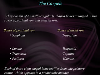 The Carpels
They consist of 8 small, irregularly shaped bones arranged in two
rows- a proximal row and a distal row.
Bones of proximal row Bones of distal row
• Scaphoid Trapezium
• Lunate Trapezoid
• Triquetral Capitate
• Pisiform Hamate
Each of these eight carpal bone ossifies from one primary
centre ,which appears in a predictable manner.
 