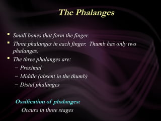The Phalanges
 Small bones that form the finger.
 Three phalanges in each finger. Thumb has only two
phalanges.
 The three phalanges are:
– Proximal
– Middle (absent in the thumb)
– Distal phalanges
Ossification of phalanges:
Occurs in three stages
 