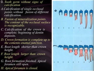 0. Tooth germ without signs of
calcification
A.Calcificaion of single occlusal
points without fusion of different
calcification.
B. Fusion of mineralization points.
The contour of the occlusal surface
is recognizable.
C. Calcification of the crown is
complete; beginning of dentin
deposits.
D. Crown formation is complete up to
the cemento enamel junction.
E. Root length shorter than crown
height.
F. Root length larger than crown
height.
G. Root formation finished. Apical
foramen still open.
H. Apical foramen is closed.
 