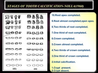 STAGES OF TOOTH CALCIFICATION-NOLLA(1960)
10.Root apex completed.
9.Root almost completed,open apex.
8.Two thirds of root completed.
7.One third of root completed.
6.Crown completed.
5.Crown almost completed.
4.Two thirds of crown completed.
3.One third of crown completed.
2.Initial calcification.
1.Crypt present.
0.Crypt absent.
 