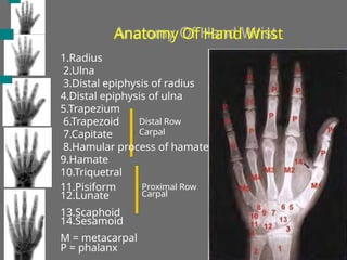 Anatomy Of Hand Wrist
1.Radius
2.Ulna
3.Distal epiphysis of radius
4.Distal epiphysis of ulna
5.Trapezium
6.Trapezoid
7.Capitate
8.Hamular process of hamate
9.Hamate
10.Triquetral
11.Pisiform
12.Lunate
13.Scaphoid
14.Sesamoid
M = metacarpal
Distal Row
Carpal
Proximal Row
Carpal
P = phalanx
 