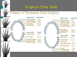 Eruption Time Table
 