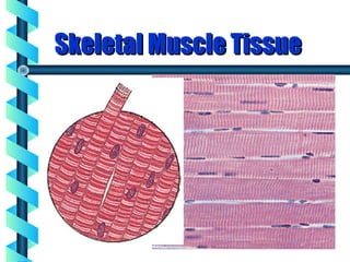 Skeletal Muscle TissueSkeletal Muscle Tissue
 