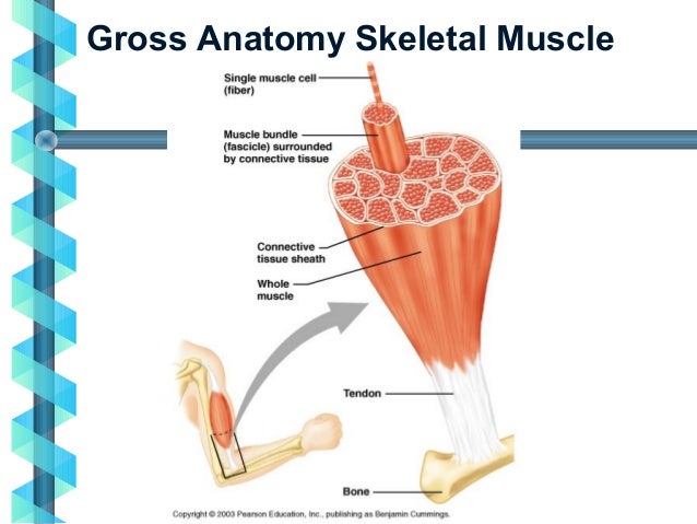 Skeletal muscle
