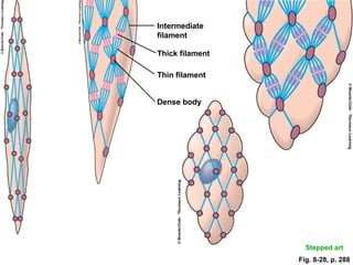 Filament Body Skeletal Muscle Physiology Basics | PPT
