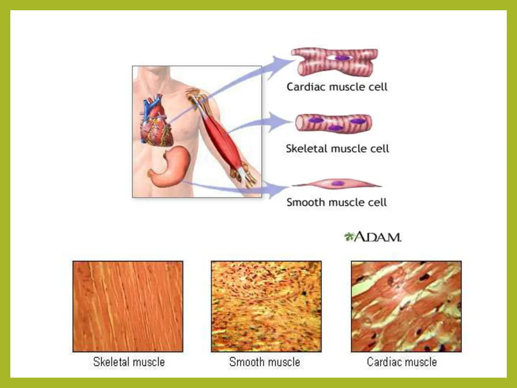 skeletal musclemicroemulsions microemulsions microemulsions ...