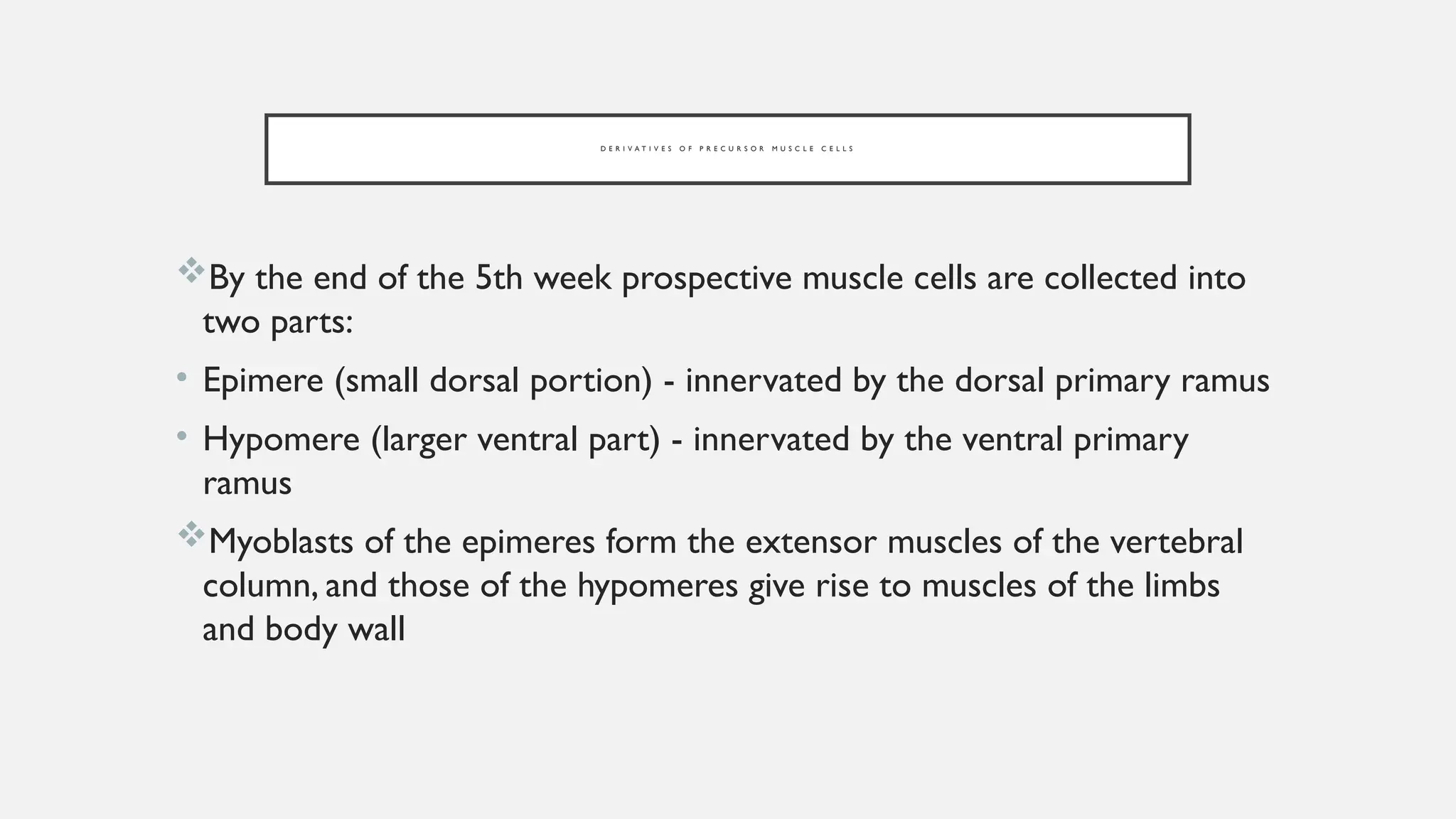 skeletal muscle development of fetus embryonic growth | PPTX