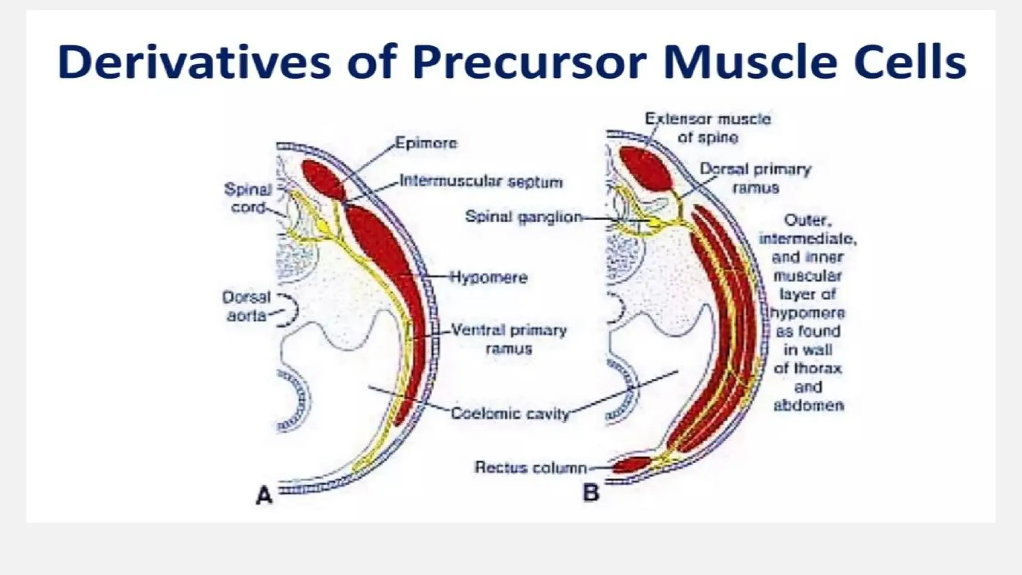 skeletal muscle development of fetus embryonic growth | PPTX