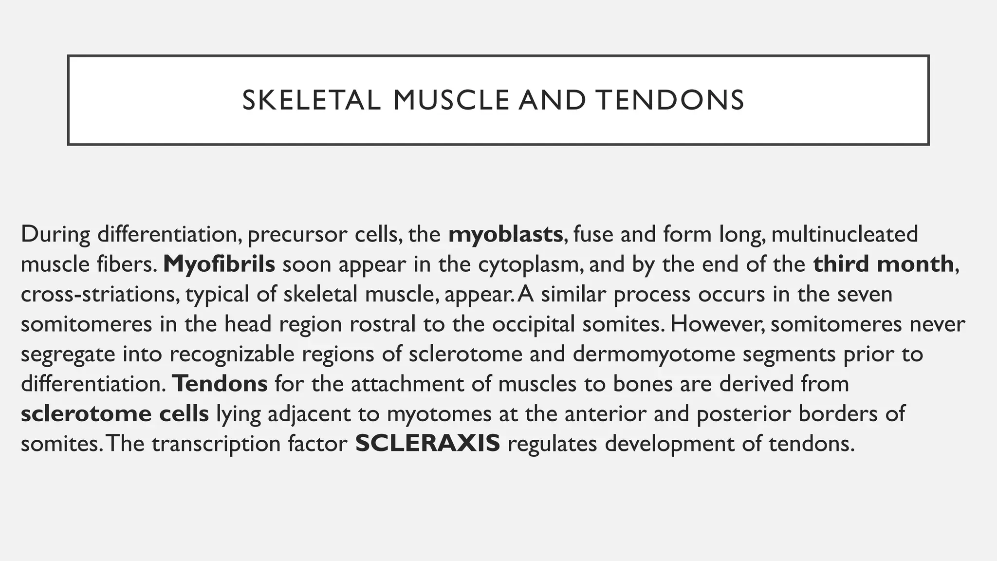 skeletal muscle development of fetus embryonic growth | PPTX