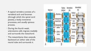 skeletal muscle development of fetus embryonic growth | PPTX