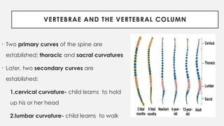 Vertebra Development skeletal muscle development of fetus embryonic growth | PPTX
