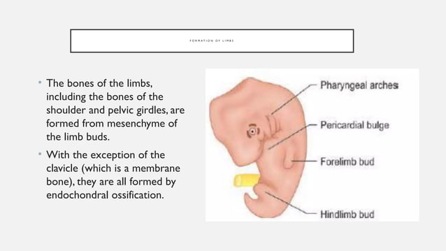 skeletal muscle development of fetus embryonic growth | PPTX